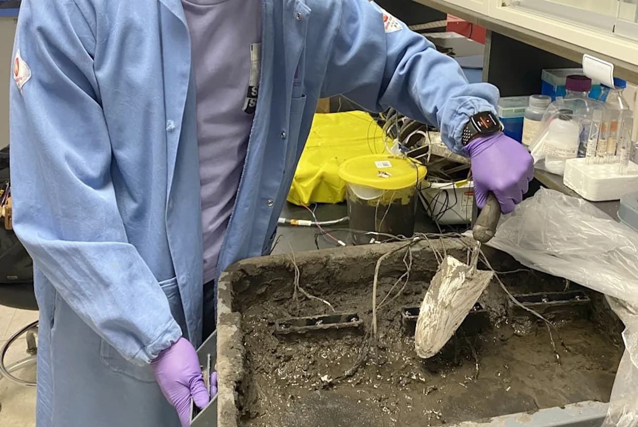 Struja iz zemlje: mikrobi napajaju senzore i nude dugotrajnu alternativu baterijama