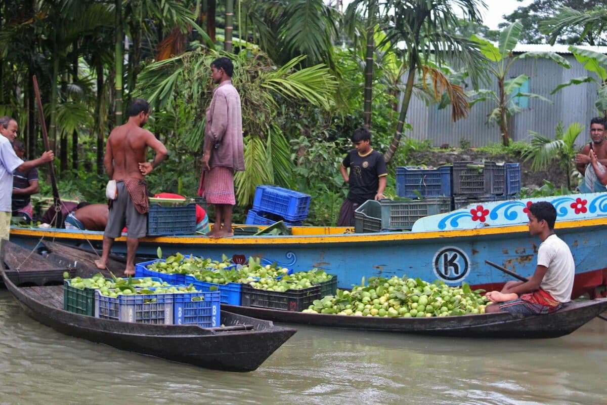 Poljoprivrednici upozoravaju: gvajava u Južnoj Aziji pod neviđenim klimatskim pritiskom