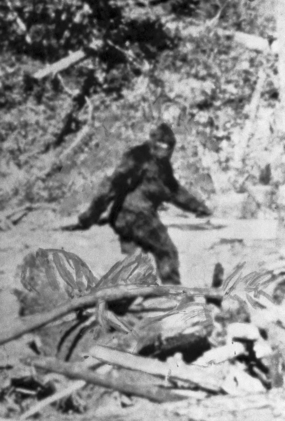 FBI objavio dosije o Bigfootu (1976–77) — dlake identifikovane kao iz porodice jelena