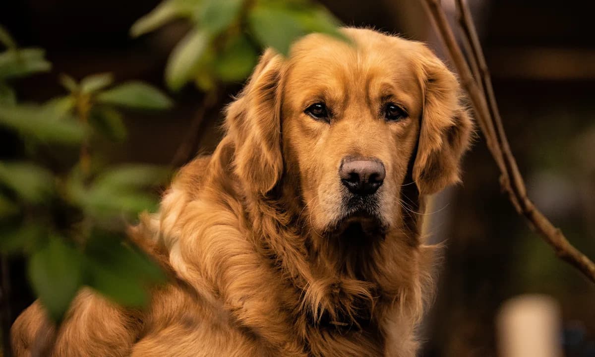 DNK 1.300 zlatnih retrivera otkriva gene povezane sa anksioznošću i ljudskim emocijama