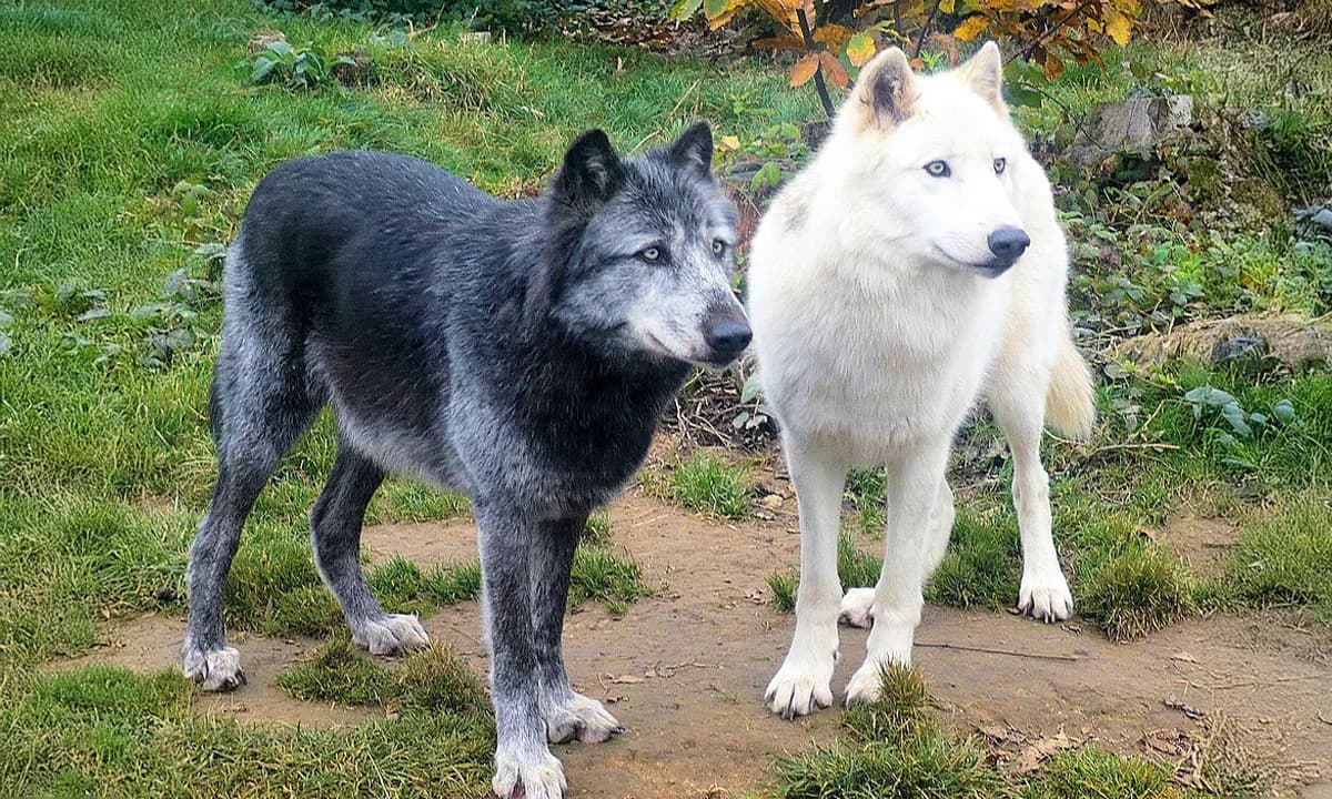 Neočekivani gosti Stora Karlsö: vukovi koje su ljudi dovodili i hranili pre 3.000–5.000 godina