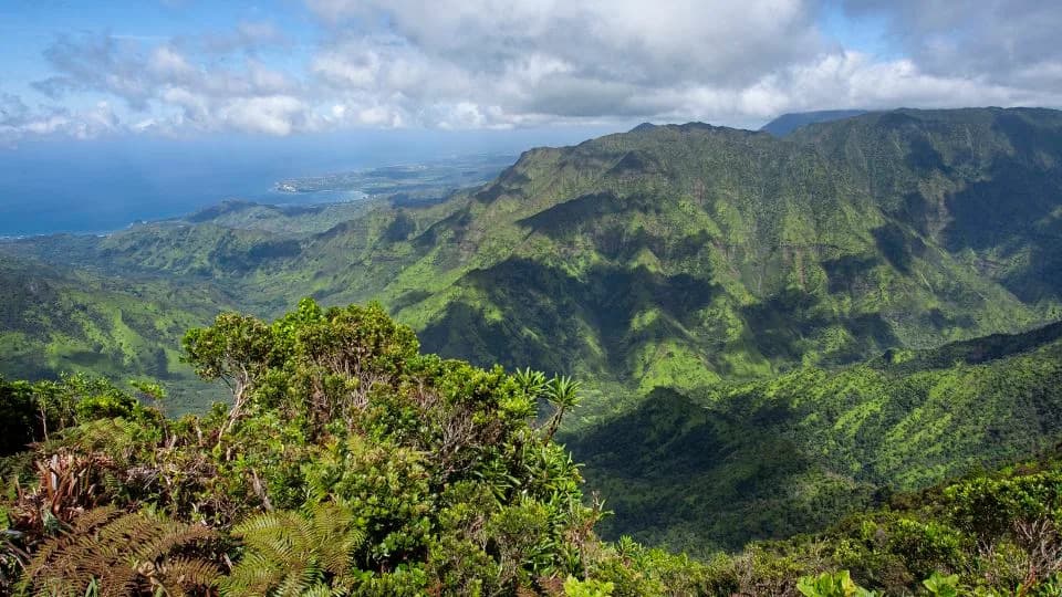 Dronovi ispuštaju laboratorijske komarce na Havajima: kako će to spasiti ugrožene ptice