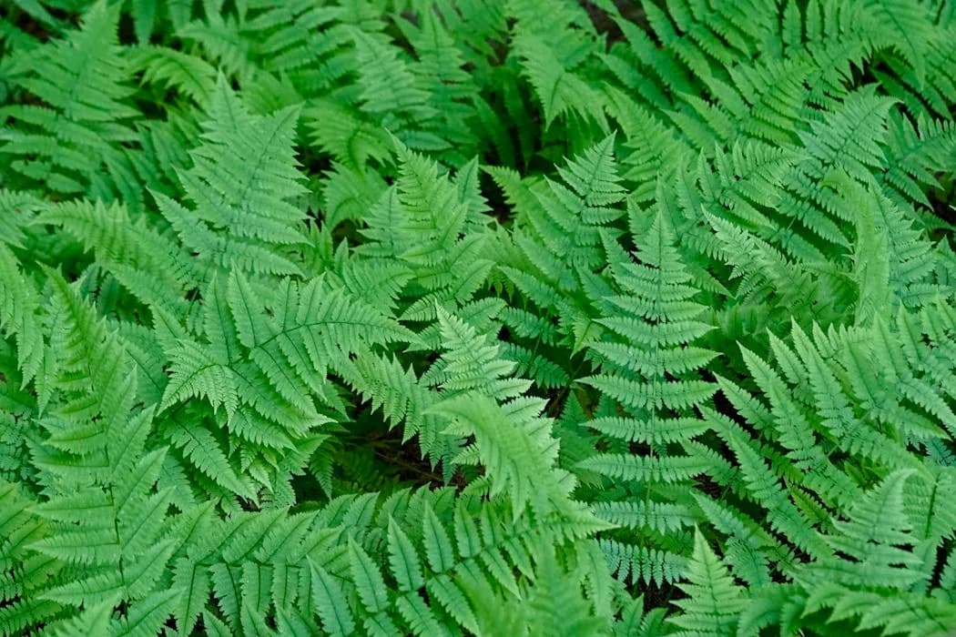 Stabljike paprati otkrivaju tajne evolucije: kako razvojna ograničenja stvaraju nove oblike