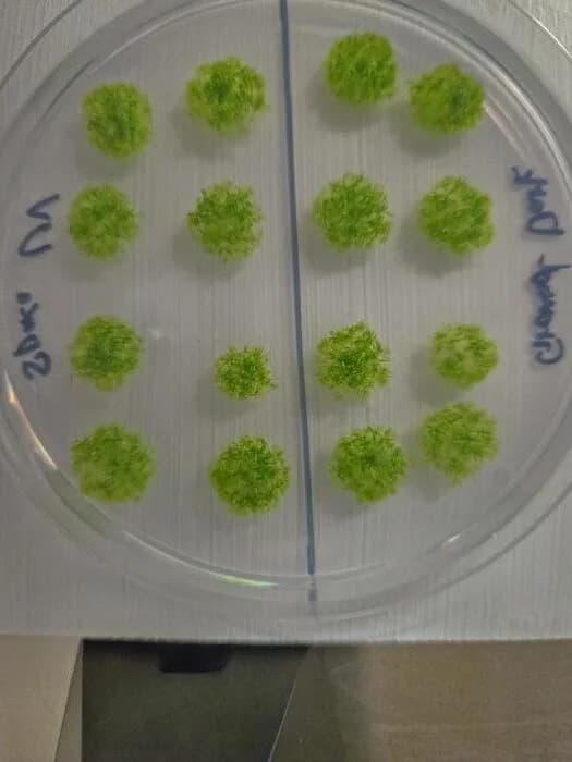 Mahovina preživela 283 dana u svemiru — izdržljivost koja iznenađuje