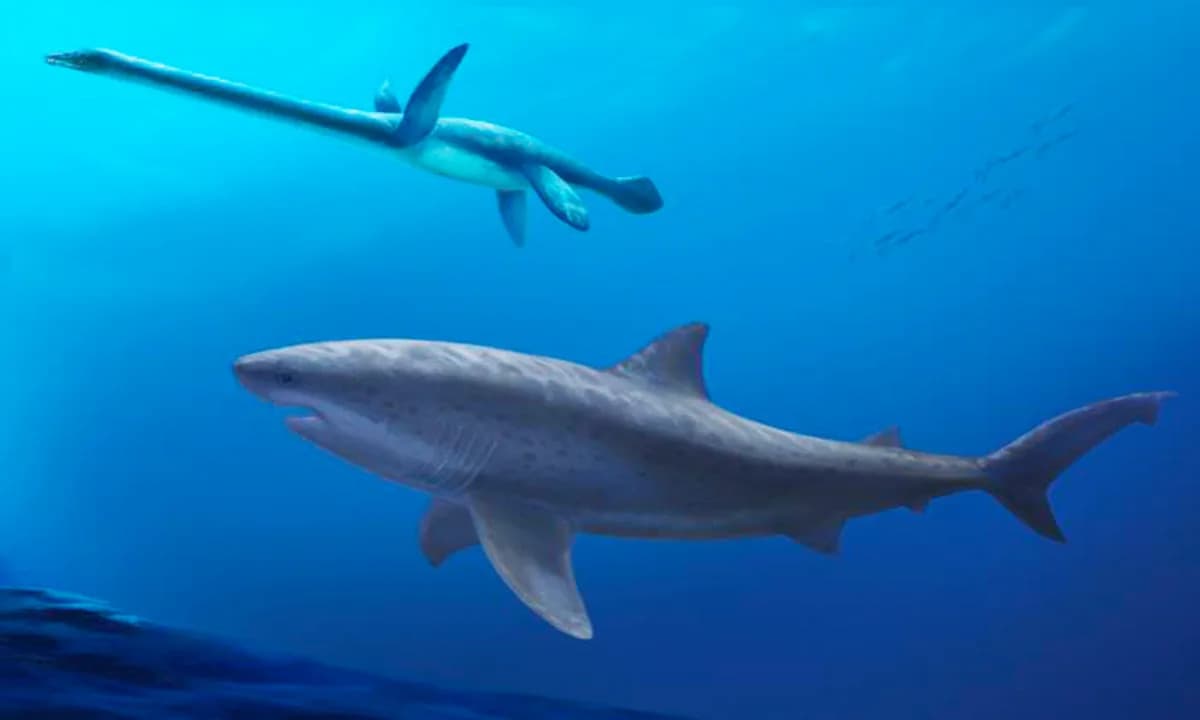Drevni morski div pomera vremenski okvir: ajkule su postale džinovi 15 miliona godina ranije