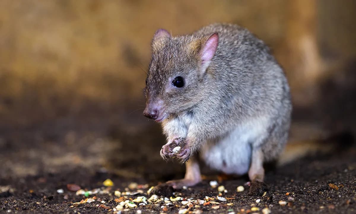 Dva evoluciona trika bettonga: kako ovi mali torbari lome najtvrđe semenke