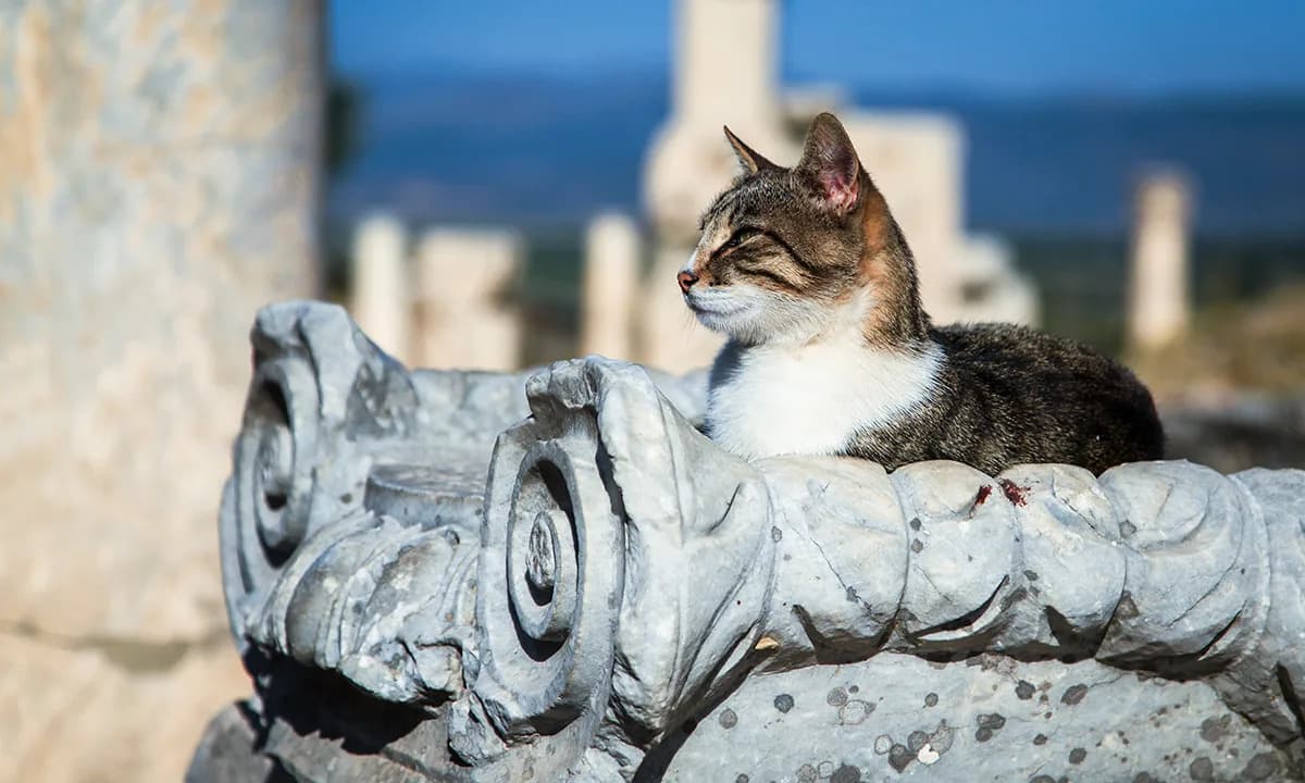 Neočekivani obrt u poreklu kućnih mačaka: genetska analiza upućuje na Severnu Afriku