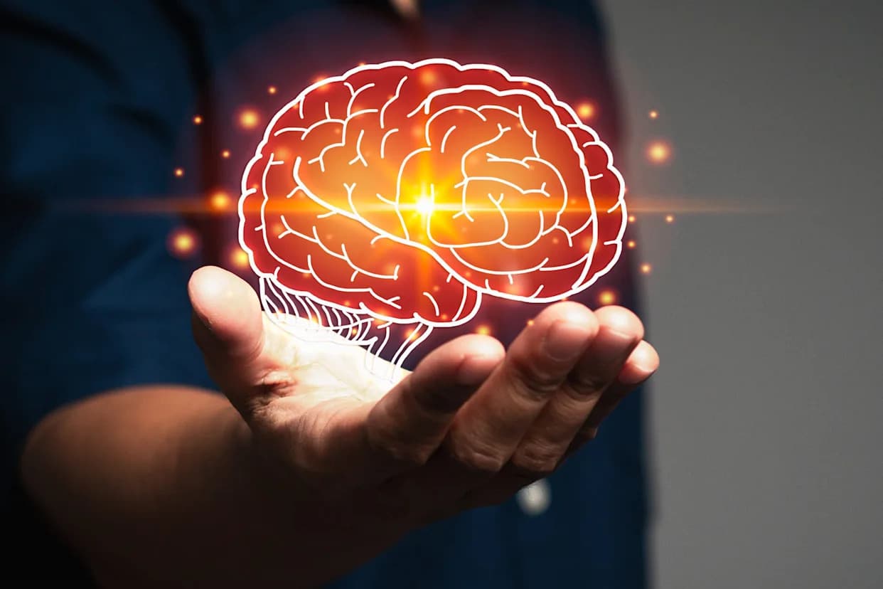 Mozak u pet faza života — zašto traje «adolescencija» od 9. do 32. godine