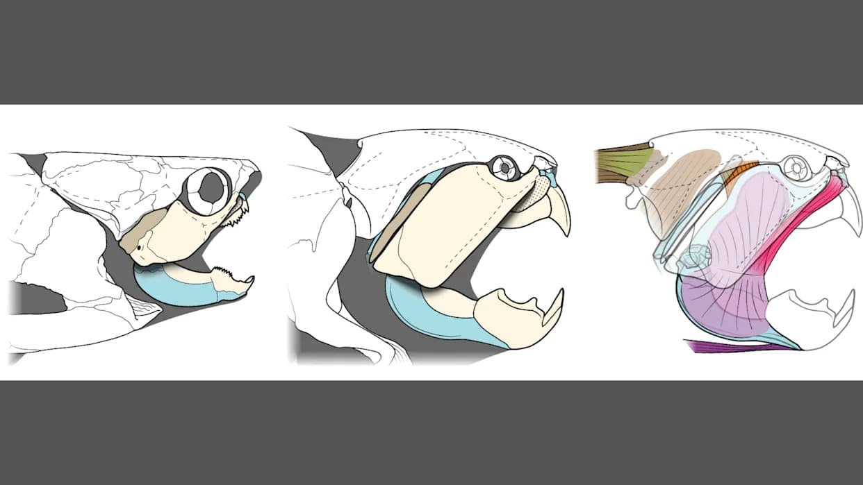 Dunkleosteus iz Clevelanda: više kornjače nego ajkule — novo istraživanje menja sliku drevnog predatora