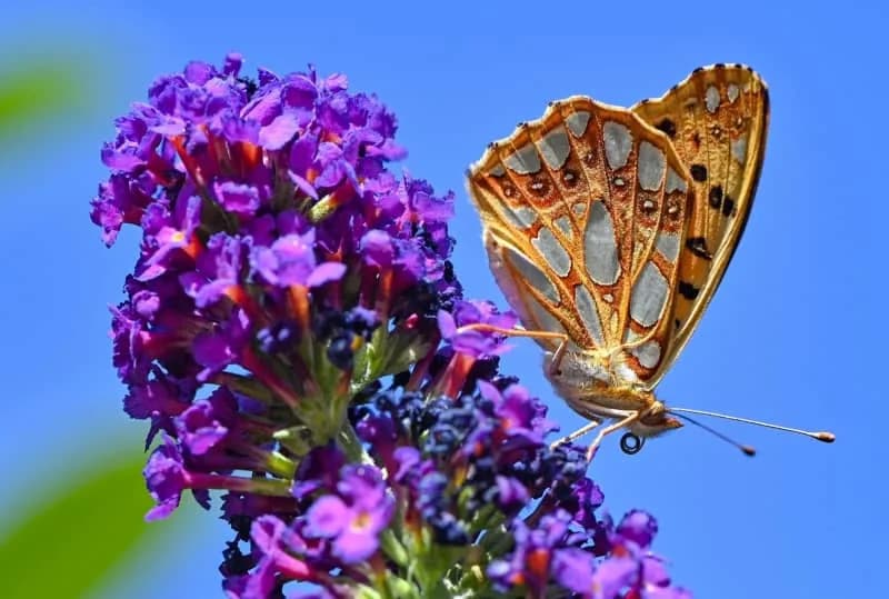 Insekticidi i industrijske hemikalije ugrožavaju crevni mikrobiom i mušku plodnost