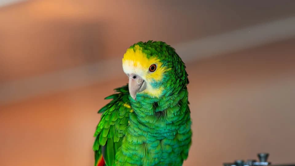 Papagaj upao u kafić u Južnoj Koreji i „ukrao" ledeni američano — snimak postao viralan