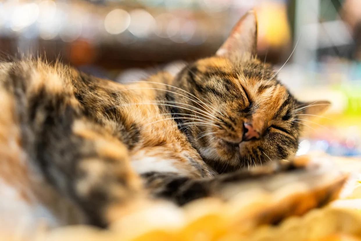 NIH i dalje finansira bolne eksperimente na mačkama uprkos obećanjima o ukidanju