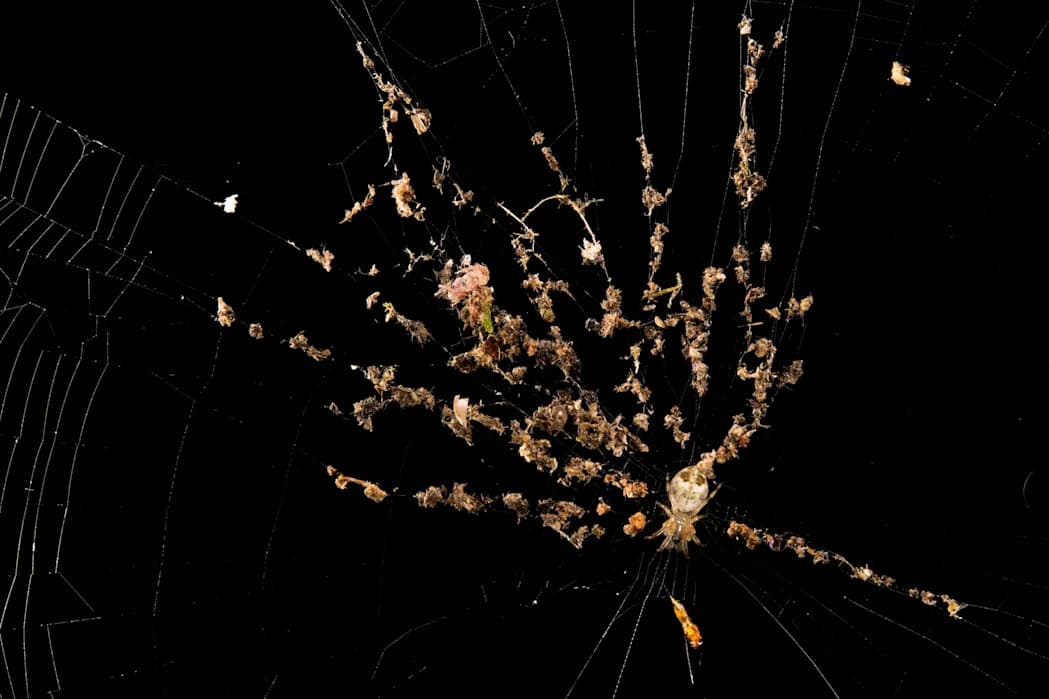 Šta nam otkrivaju najčudnije paukove mreže na Zemlji