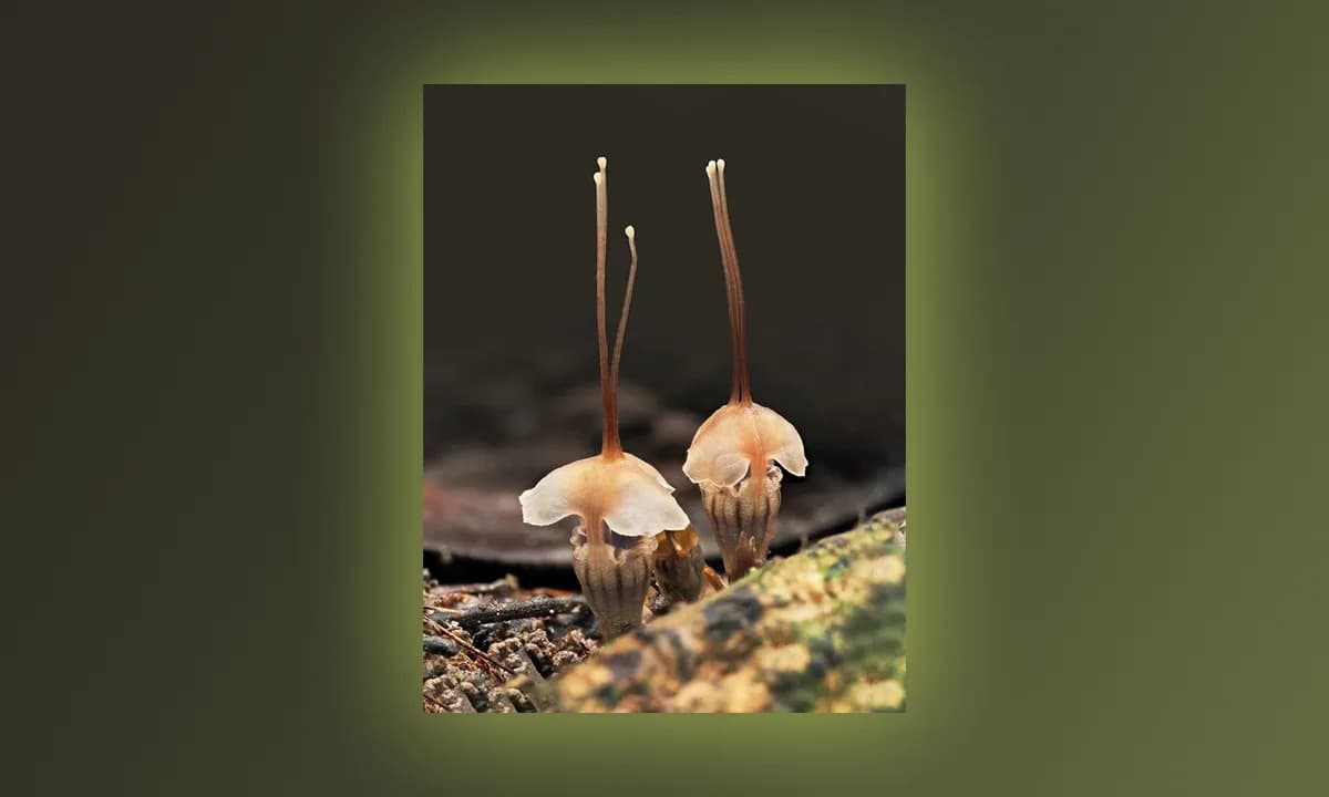 Retka „vilinska lampica“ otkrivena u Maleziji — Thismia selangorensis je kritično ugrožena