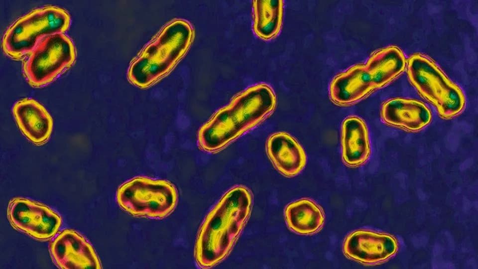 Kako je erupcija vulkana 1345. mogla pokrenuti Crnu smrt — novo multidisciplinarno istraživanje