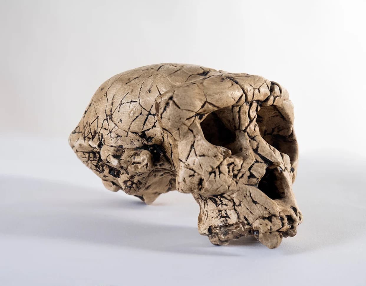 Zašto su drevni Džomon iz Japana jedinstveni — skoro bez Denisovanskog DNK