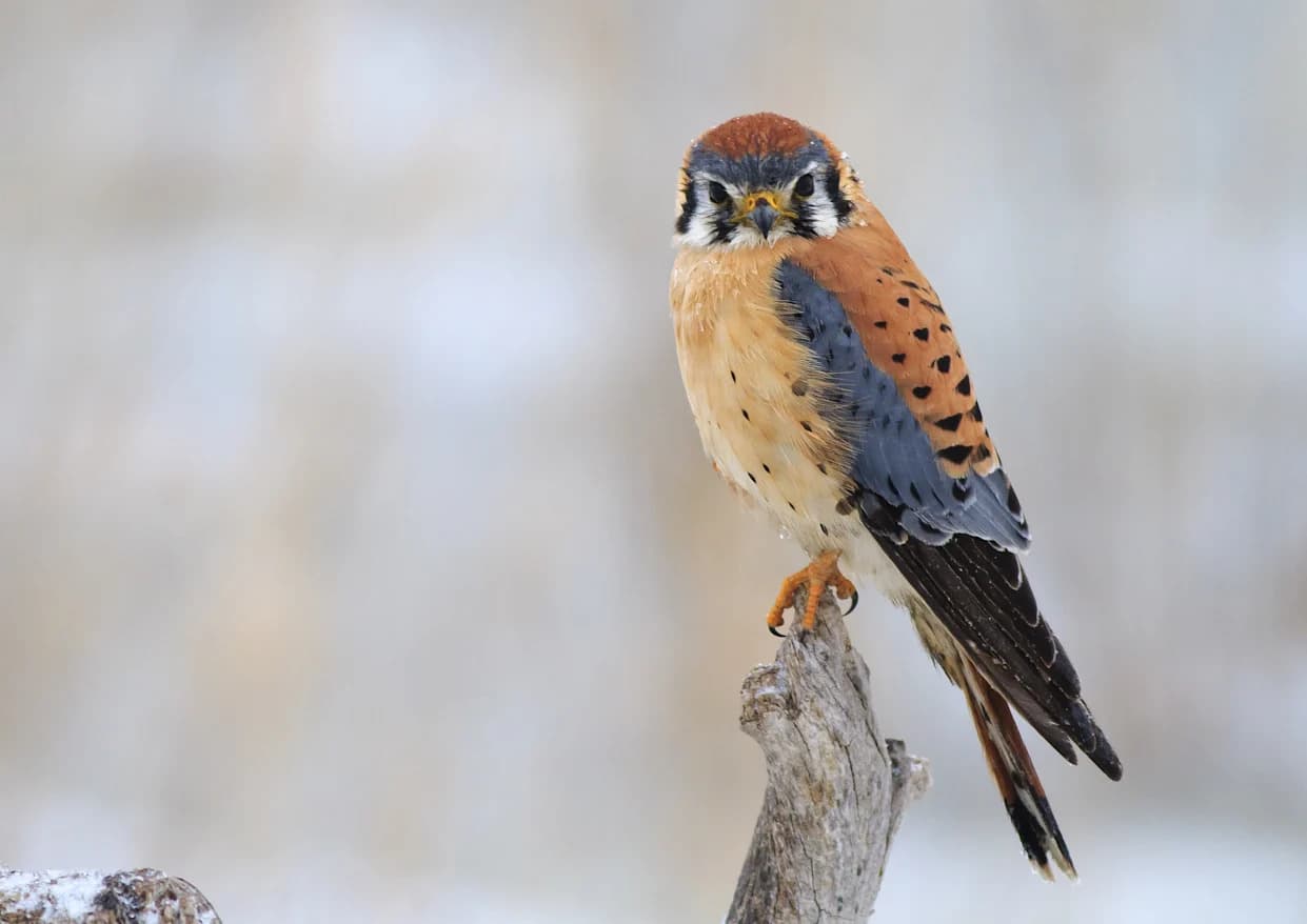 Mali sokol koji spašava pitu od višnje: kako američki kestrel pomaže voćarima
