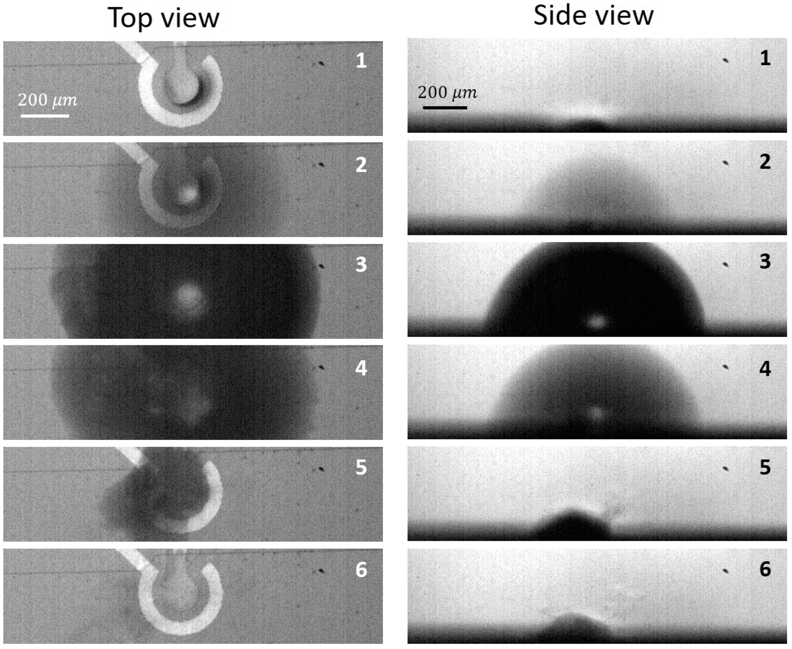 MIT Razvio Metodu Koja Koristi Mehuriće Za Nežno Odvajanje Živih Ćelija — Proboj Za Hvatanje CO2 I Bioproizvodnju