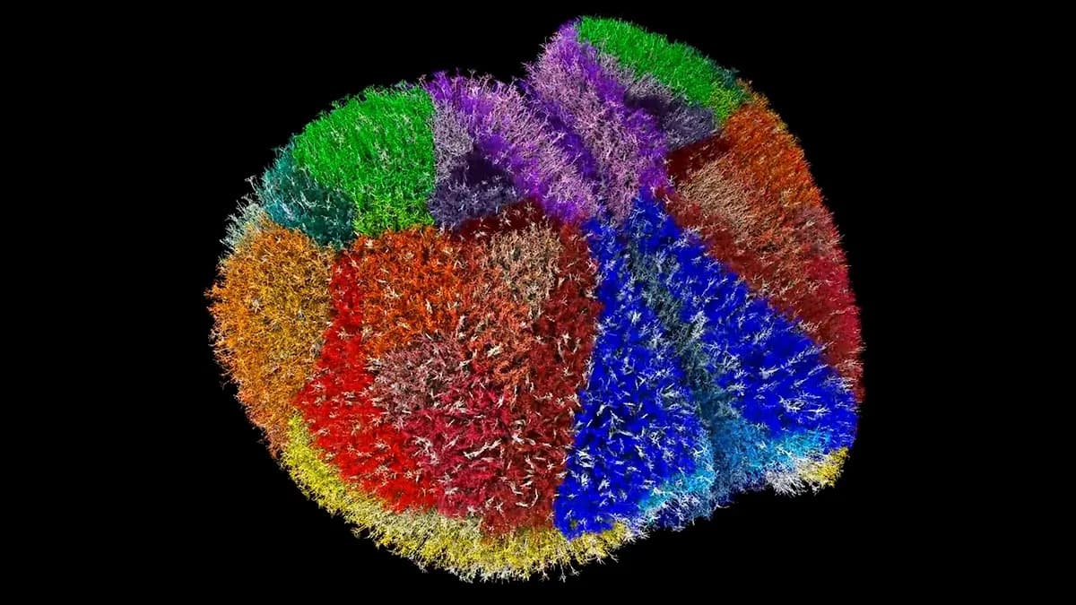 Superračunar Fugaku Napravio Jedan Od Najrealističnijih Virtuelnih Mozgova: Simulacija Mišjeg Korteksa Sa 9 Miliona Neurona