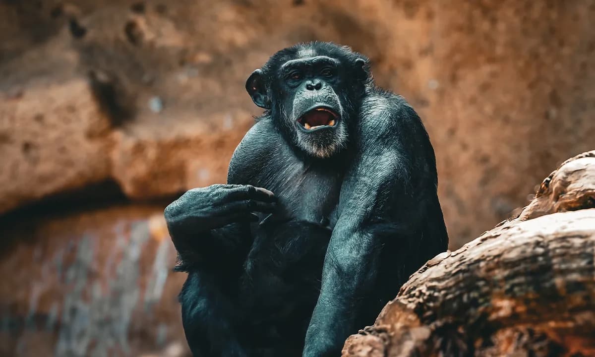 Kada Čimpanza Vrišti: Zašto Ljudski Mozak Prepoznaje Njihove Glasove