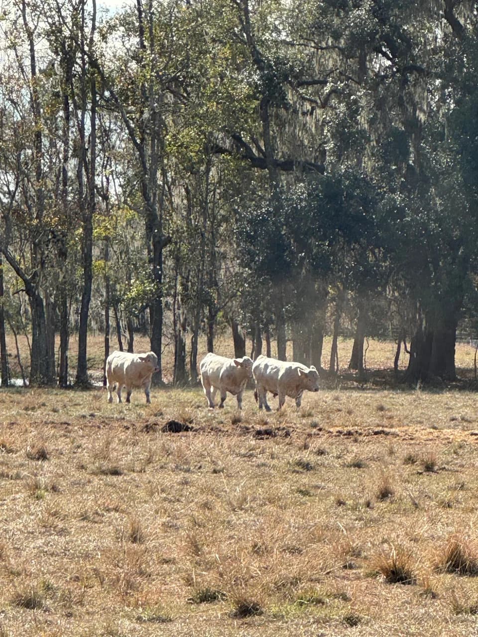 Izuzetna suša preti oporavku poljoprivrede na Floridi — Panhandle suočen s najgorem sušnim talasom od 2011.