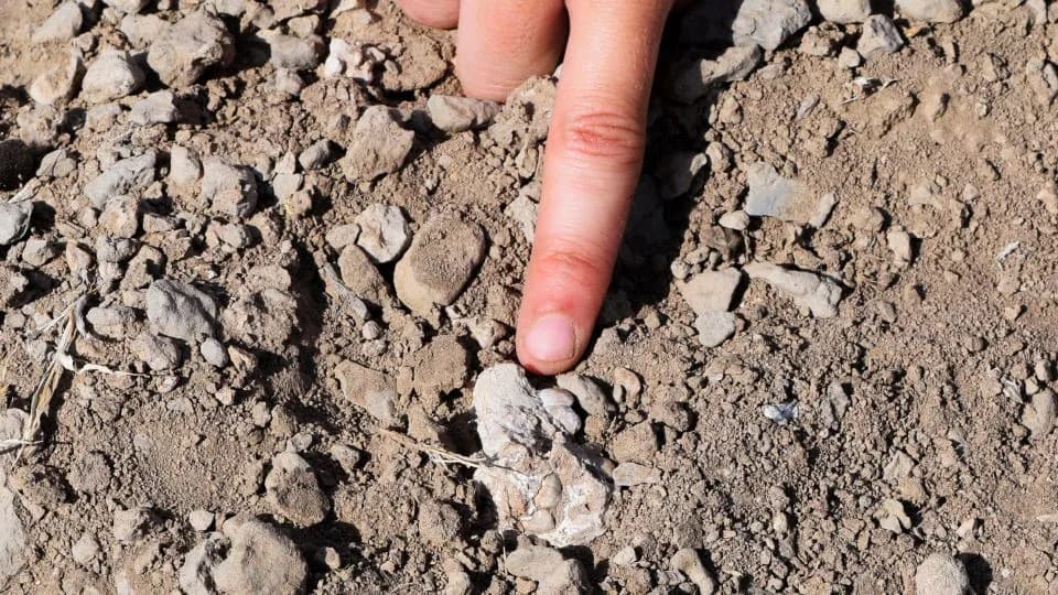 Otkrivena veza: Burtele stopalo pripada retkoj vrsti koja je živela pored Lucy