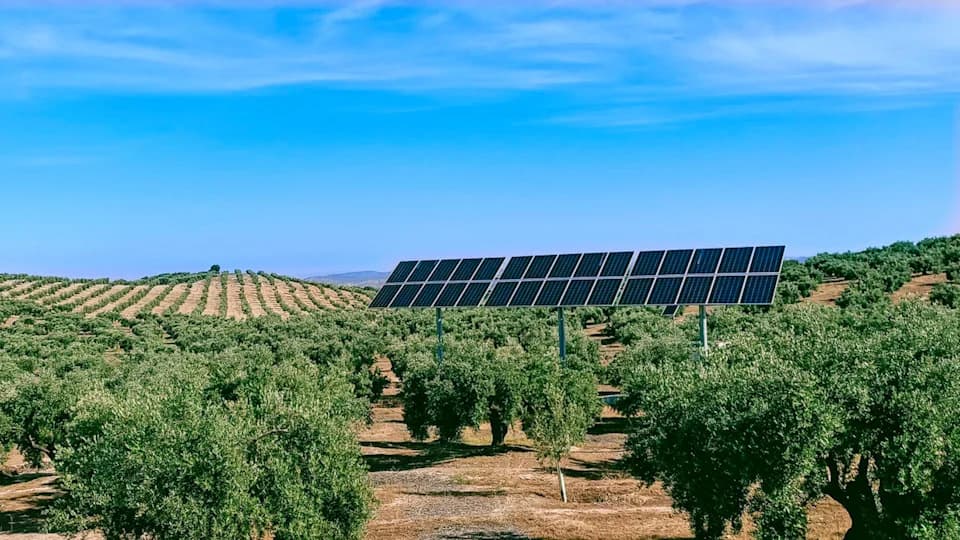 Agrivoltaika: Kako Solarni Paneli I Maslinjaci Mogu Zajedno Povećati Prinos I Efikasnost