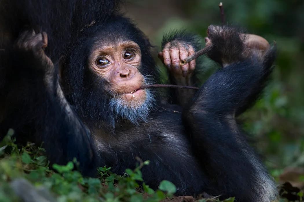 Zašto ne mogu pomerati prste na stopalu pojedinačno — kao prste na ruci?