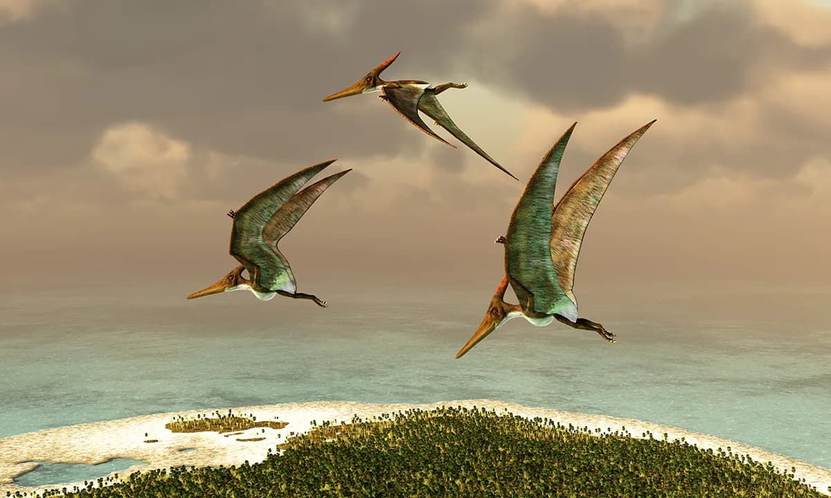 Nije Potreban Veliki Mozak Da Bi Se Letelo — Šta Nam Kažu Pterosauri