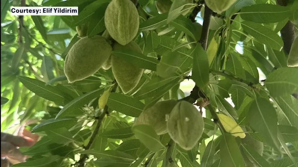 USDA Dodelio $162.000: Studenti New College Of Florida Dupliraju AI Istraživanja Za Zaštitu Useva