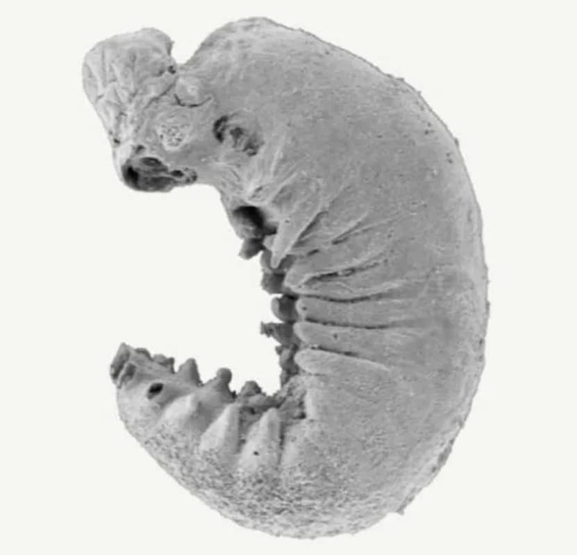 Neverovatan nalaz: Fosil star 520 miliona godina sa očuvanim mozgom i organima