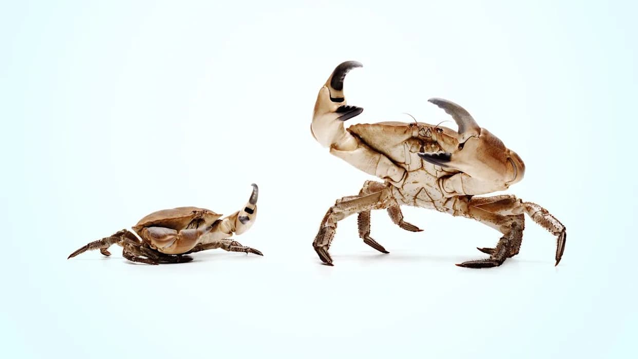 Petostruka „karcinizacija”: Zašto se životinje iznova pretvaraju u rakove