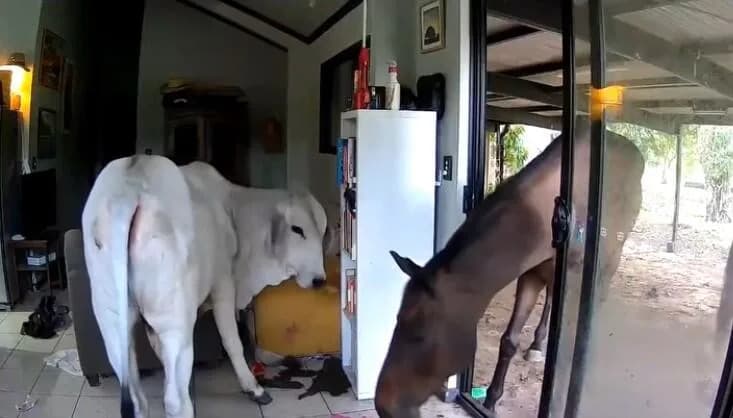 Psi Otvorili Klizna Vrata: Bik i Konj Upali U Dnevnu Sobu Australijskog Poslanika