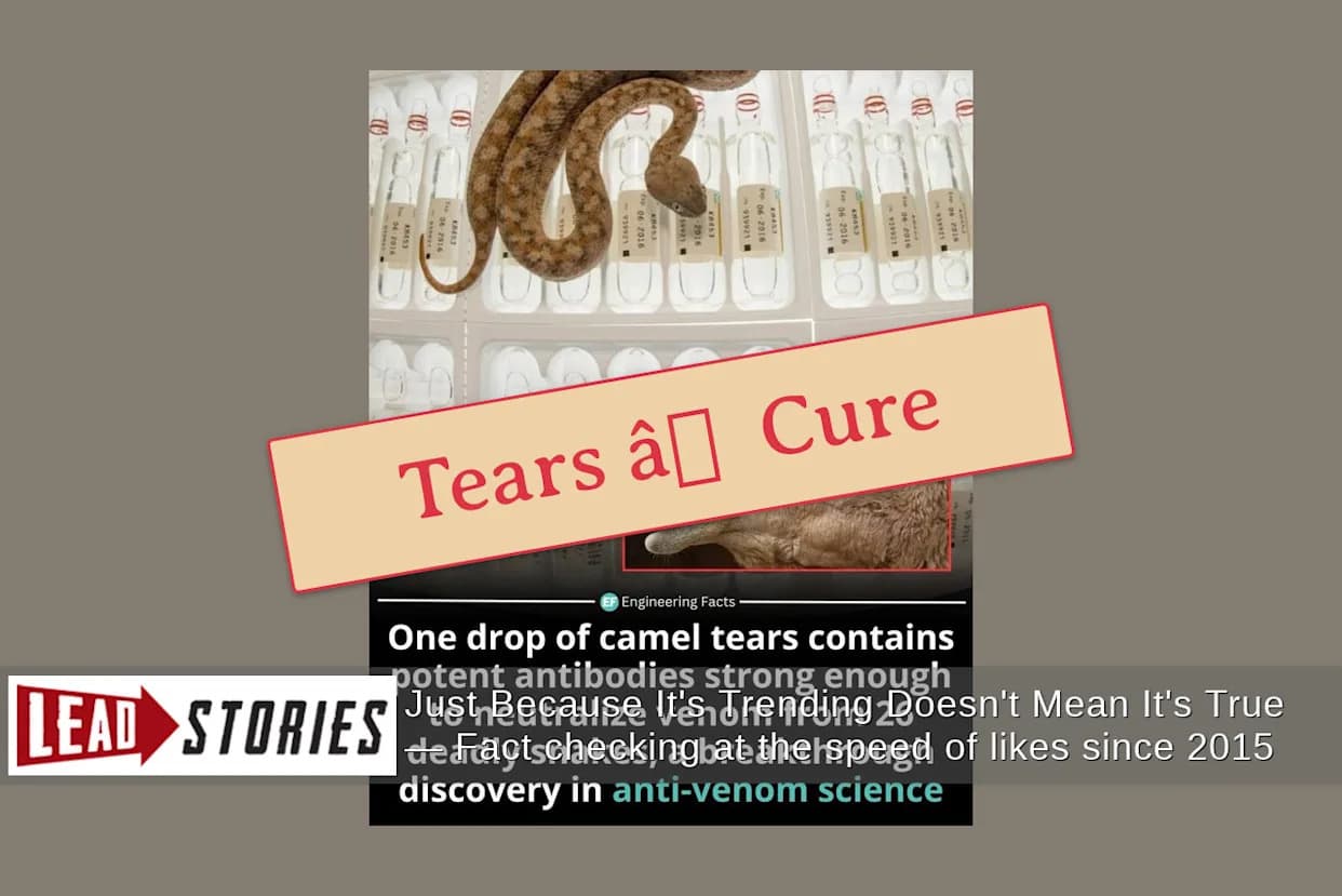 Nije Tačno: „Jedna Kap Kamiljih Suza“ Ne Leči Ujede Zmija — Provera Činjenica