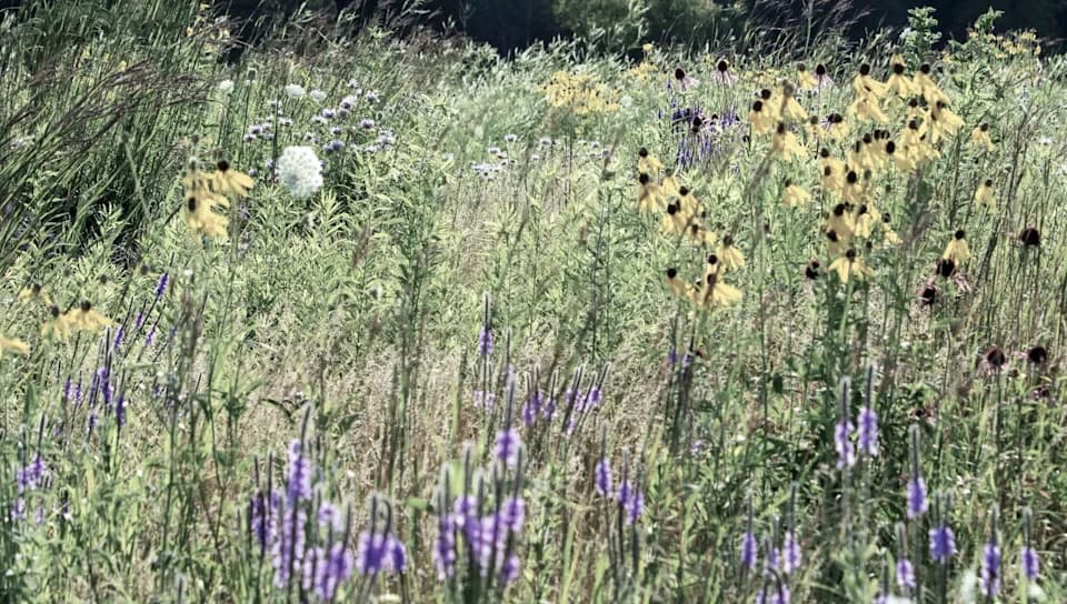 Istraživanje UFZ-a: Pesticidi i herbicidi menjaju ponašanje pčela i riba — posledice šire nego što se ranije mislilo