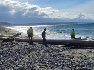 Bela Puma Patika Sa Ljudskim Ostatcima Pronađena Na Plaži U Clallam Countyju