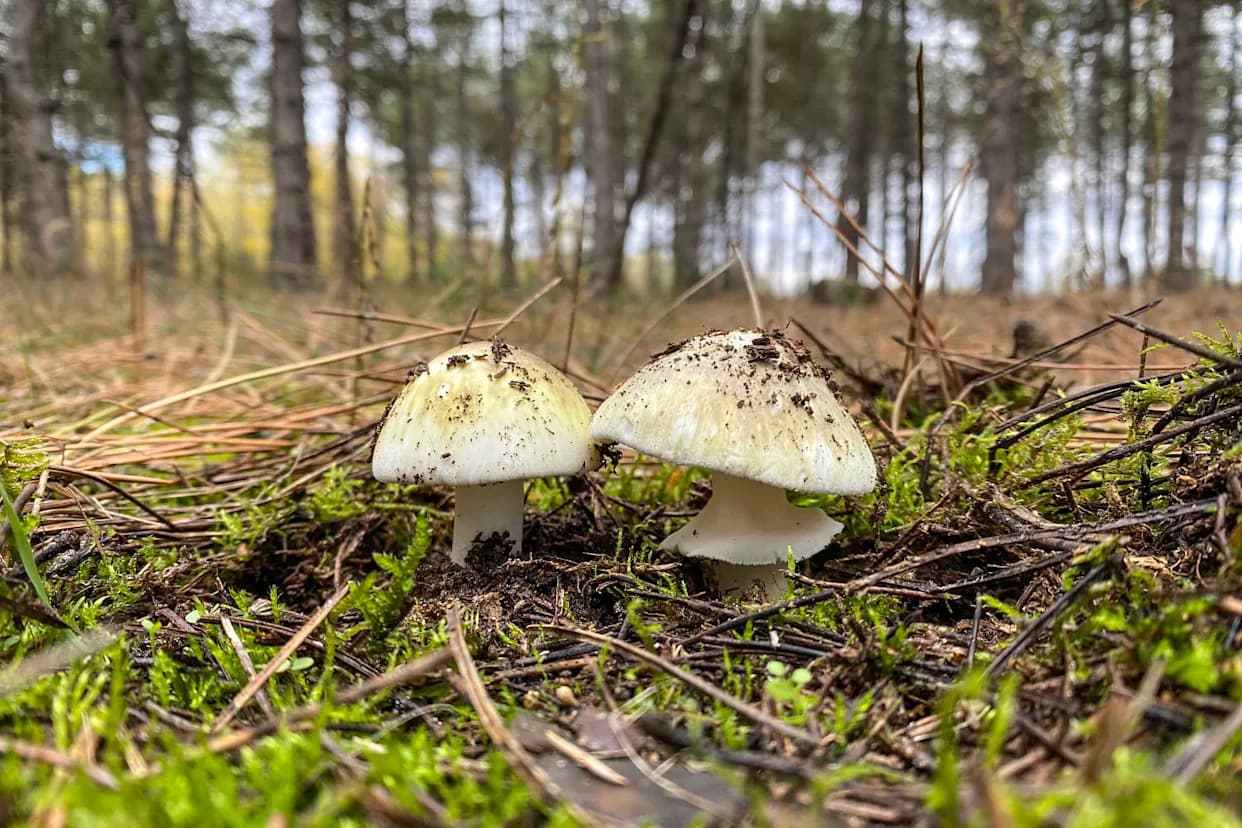 Alarm U Kaliforniji: 23 Trovanja „Smrtonosnom Kapom“ (Amanita phalloides) — Jedan Smrtni Ishod