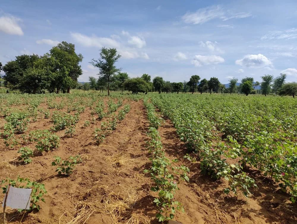 BCI i Planboo Pokreću Pilot-Projekat Proizvodnje Biouglja (Biochar) Na Plantažama Pamuka U Indiji