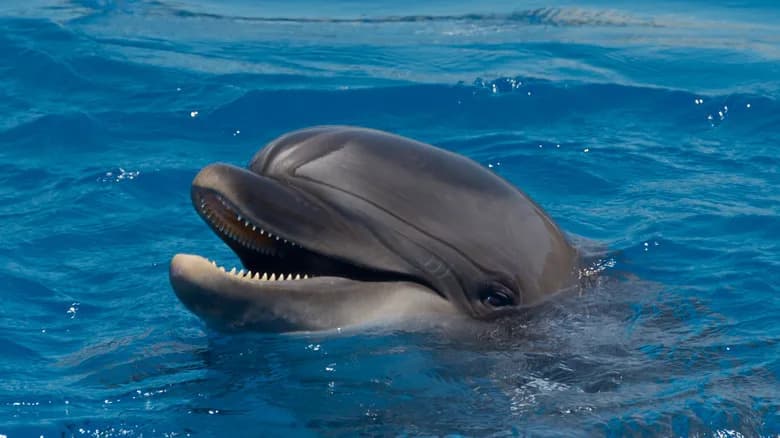 DolphinGemma: Kako AI Pokušava Da „Prevede“ Delfine — Šta Znamo Do Sada