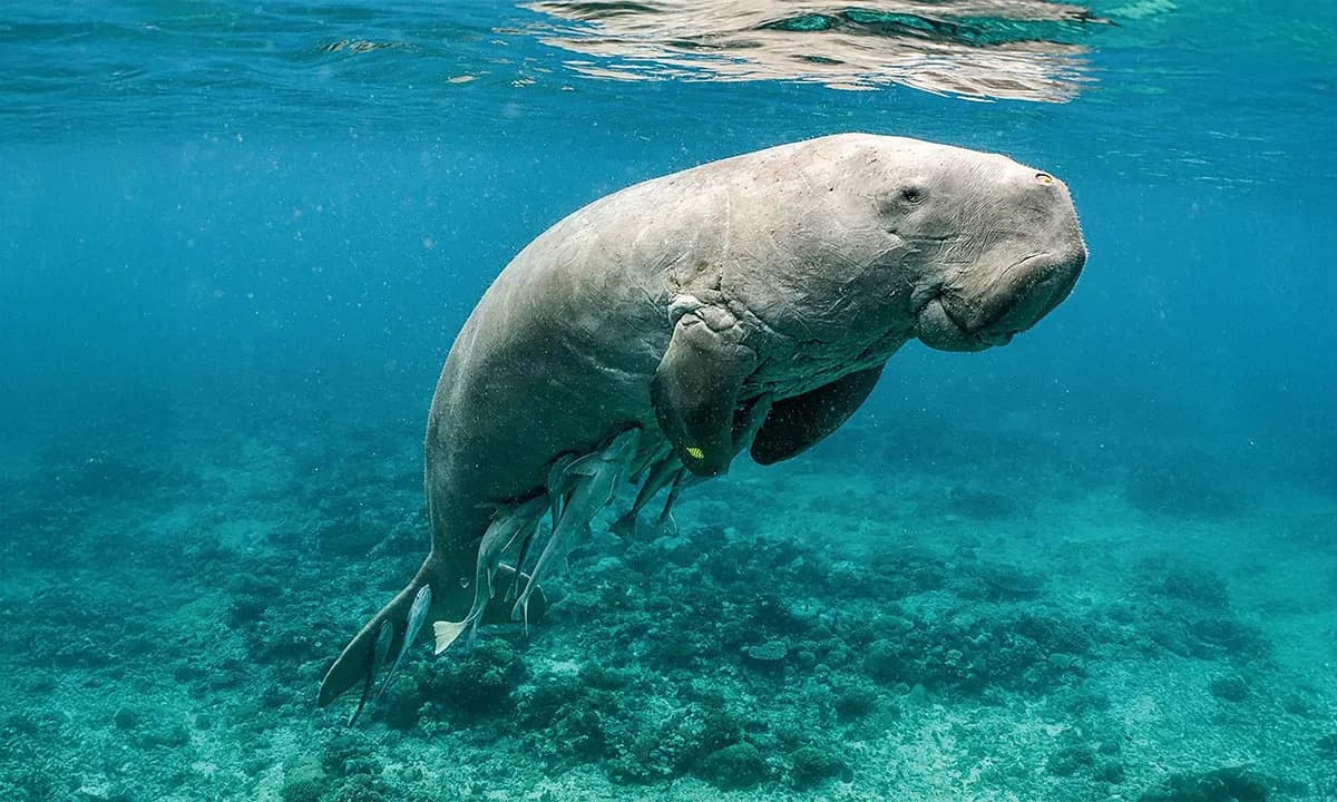 Pre 21 Milion Godina: Pradrevna "Morska Krava" Koja Je Oblikovala Arapsko More