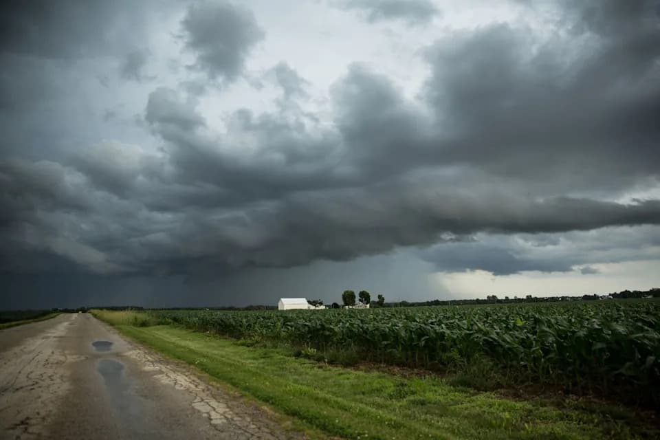Kriza u Mississippiju: Prinos Slatkog Krompira Pao 20–30% — "Bacaju 'Hail Mary' Da Prežive"