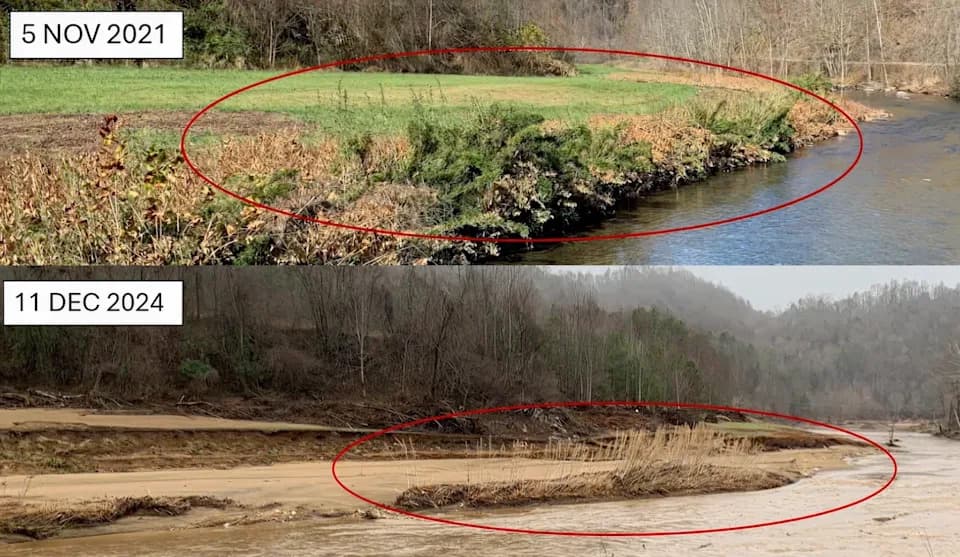 Kako rivercane — autohtoni „rečni bambus“ — može zaštititi jug SAD od budućih poplava