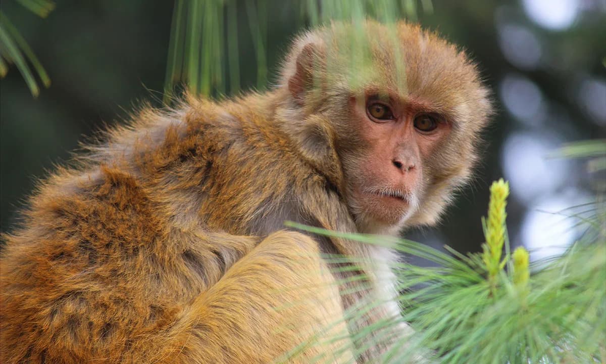 Rimski Oficiri i Njihove Indijske Makake — Otkriveno Groblje Kućnih Ljubimaca u Bereniki