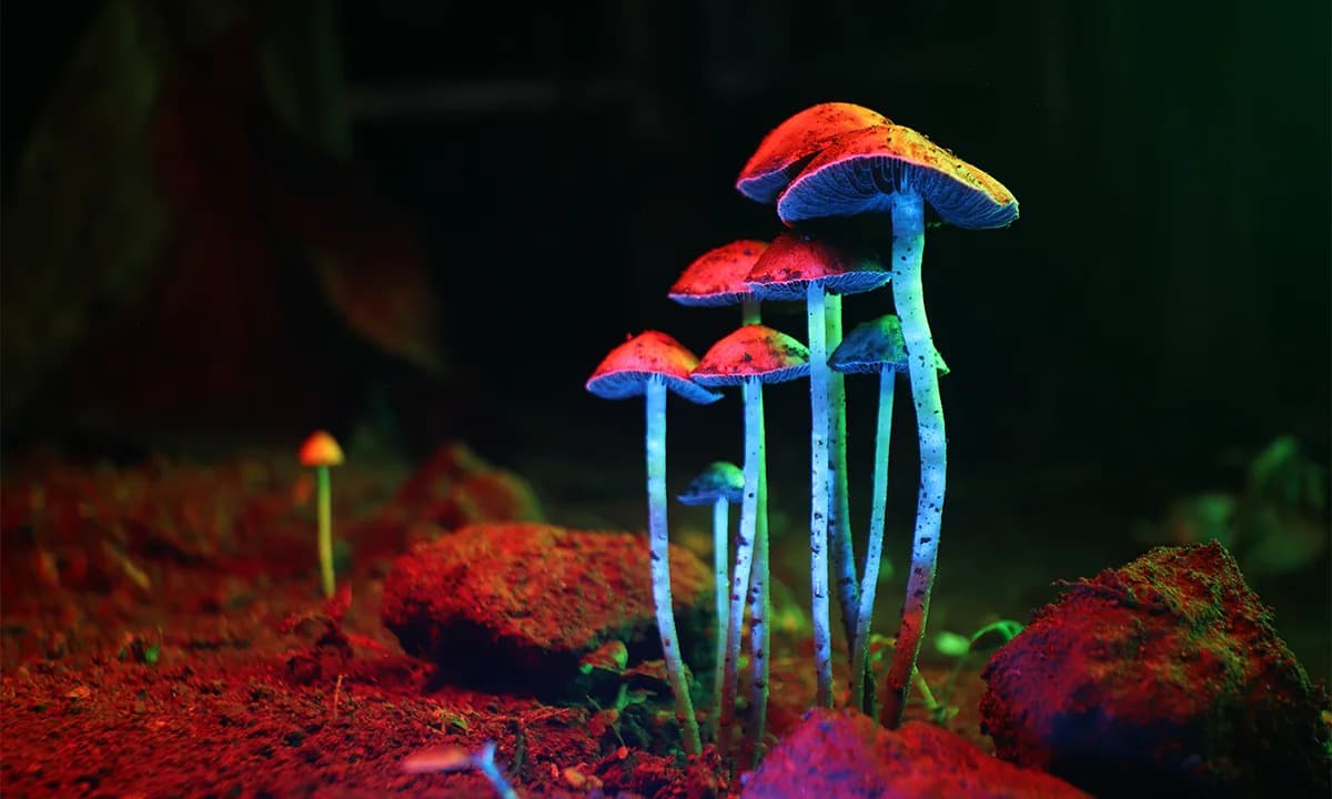 Virus Besnilom Pomaže Mapiranju Kako Psilocibin Menja Mozak