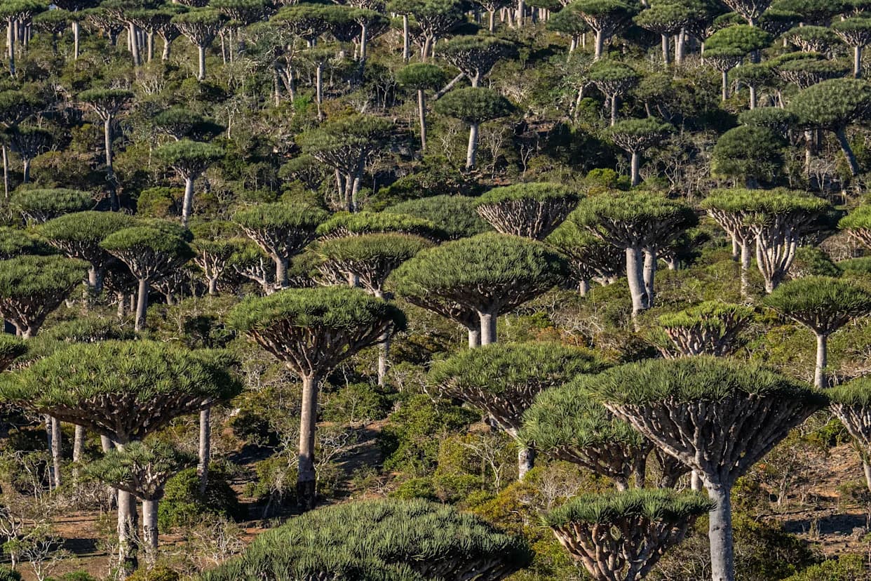 Da li su afričke prašume postale izvor klimatskih promena, a ne njihovo rešenje?