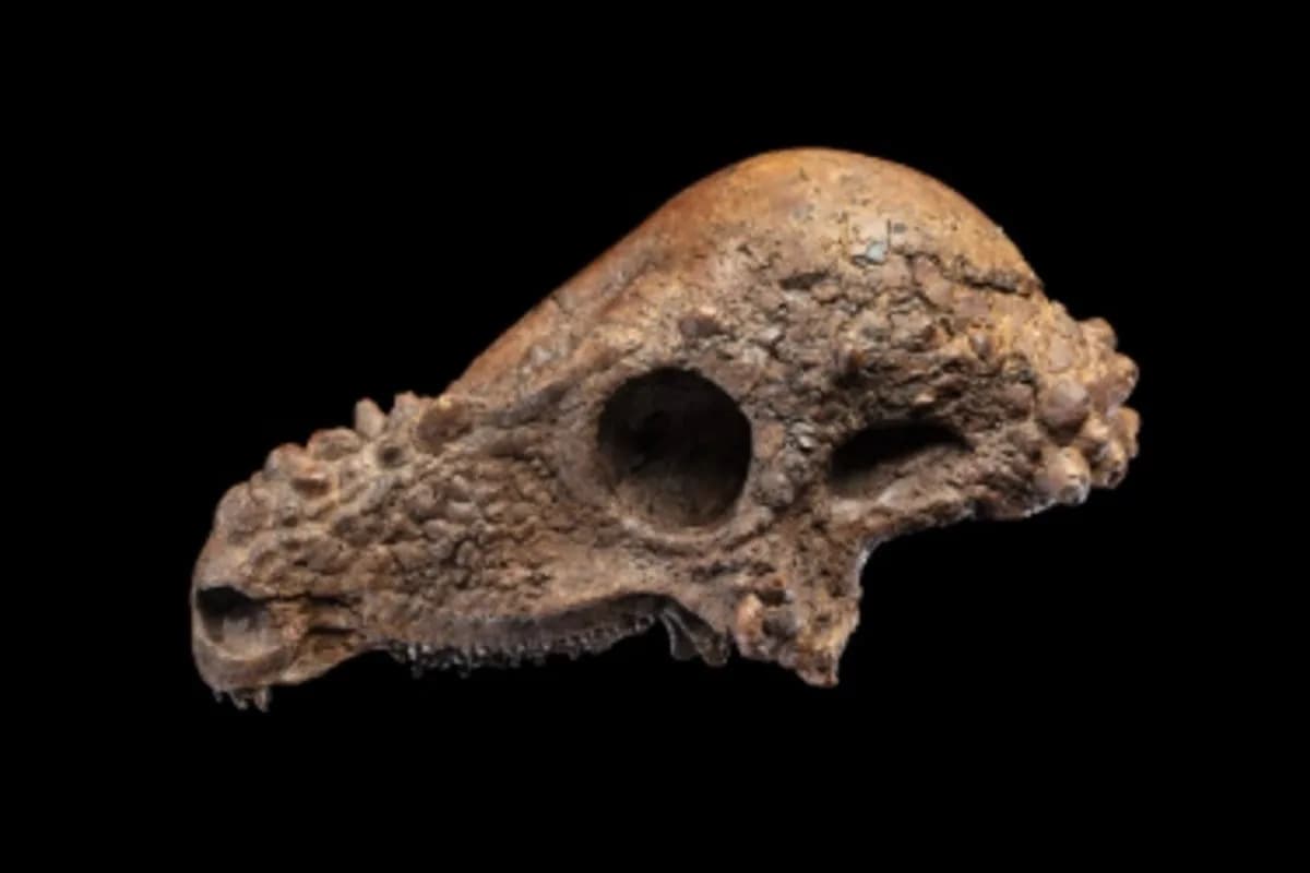 Retka i Izvanredna Lobanja Pachycephalosaurusa Stiže u Smithsonian — Privremena Izložba Sledeće Nedelje