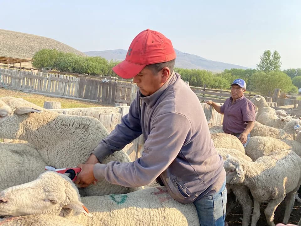 FlashTags: LED Ušne Markice Koje Mogu Smanjiti Napade Grabežljivaca i Spasiti Goveda i Ovce