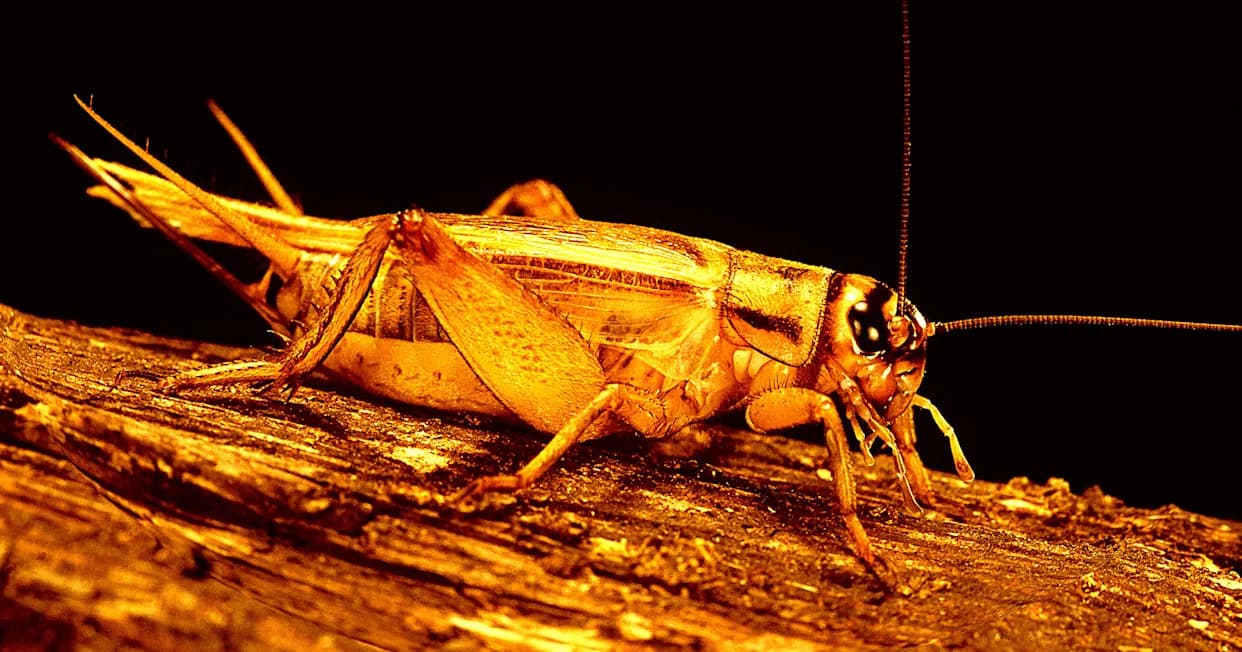 Cvrčci Koji Jedu Mikroplastiku Rastu 25 Puta — Kako Sitne Čestice Menjaju Ekosisteme