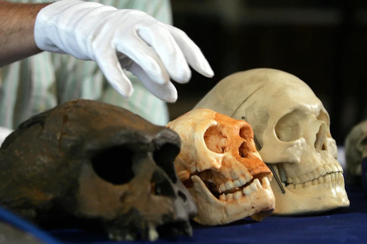 Studija: Duga suša mogla uništiti „hobite“ sa ostrva Flores