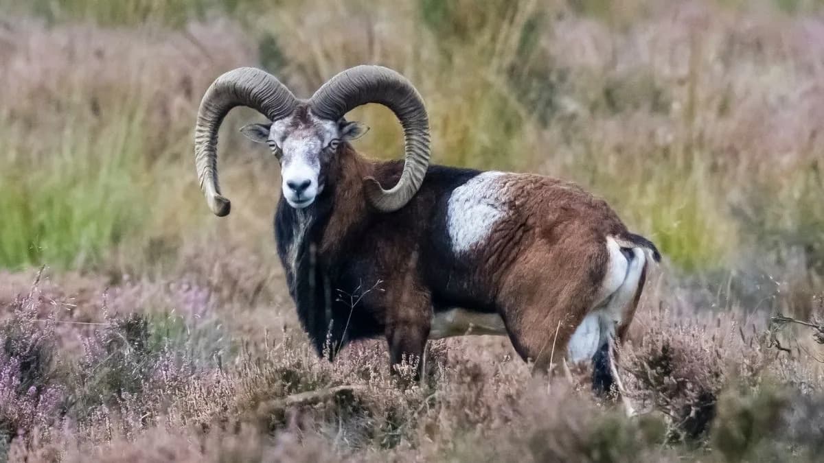 DNK iz 4.000 godina stare ovce otkriva prenositelja najranije poznate kuge